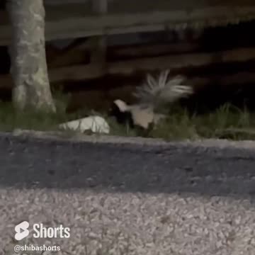 Have You Ever Seen a Half Albino Skunk