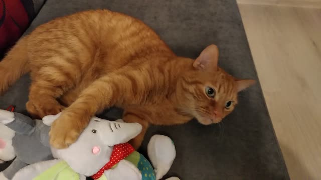 Ryzhik the cat and the toys