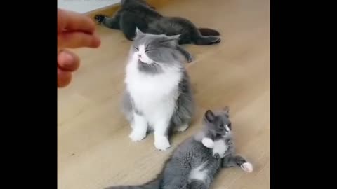 Funny cat video viral and beautiful