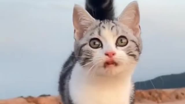 cat