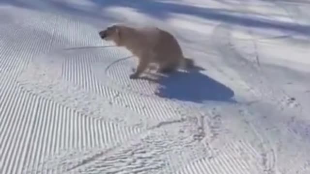 this good boy is having the best day