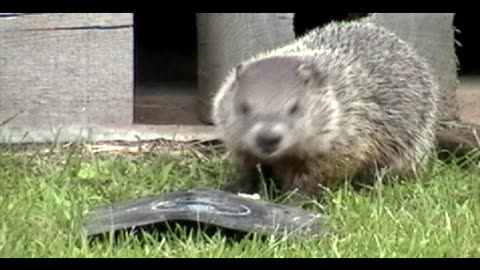 Chuckles and Cherry Woodchuck