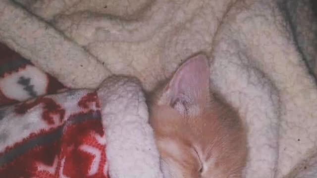 Cut moments for Little cats