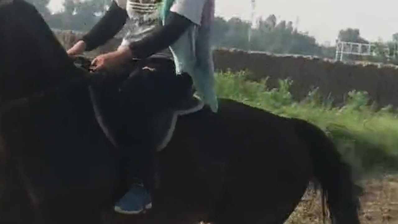 Horse riding|# horse