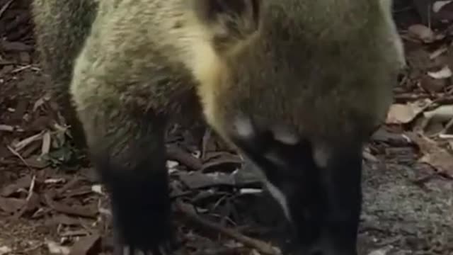 Oh, my God. Did you see the claws? It looks so sharp