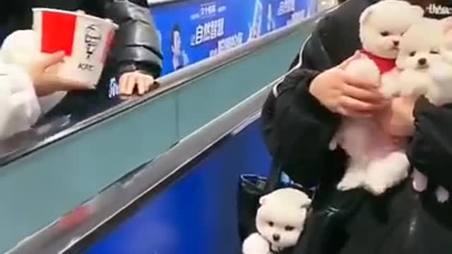 Baby dogs _ Cute and Funny Dogs Videos Compilation 2021