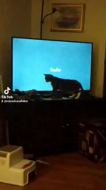 Periwinkle Chasing the Hulu Screensaver