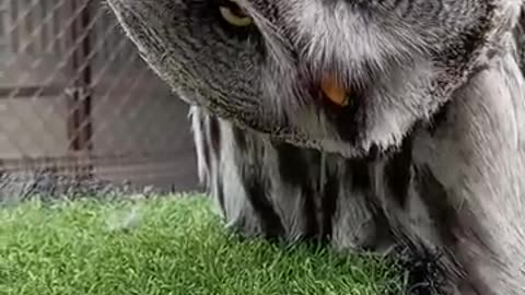 Great Grey Owls eyesight is amazing -- _shorts _eyes _owl Amazing