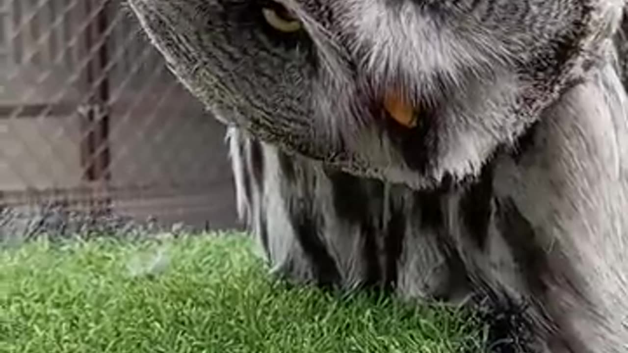 Great Grey Owls eyesight is amazing -- _shorts _eyes _owl Amazing