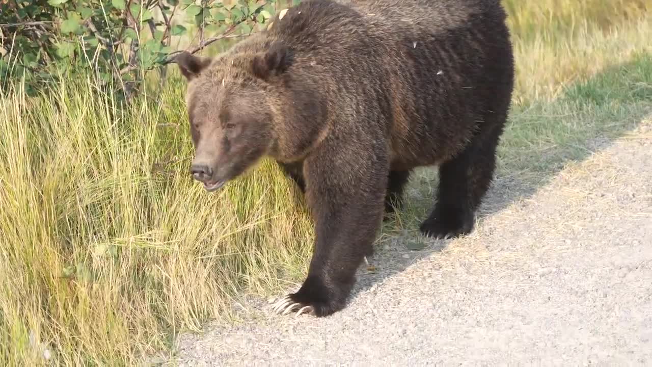 Grizzly Bear 399 looking happy and healthy in the fall of