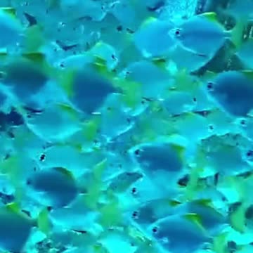 ✨Tropical Fish #tropicalfish #aquariumlife #fishlovers