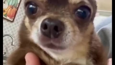 Funny animal