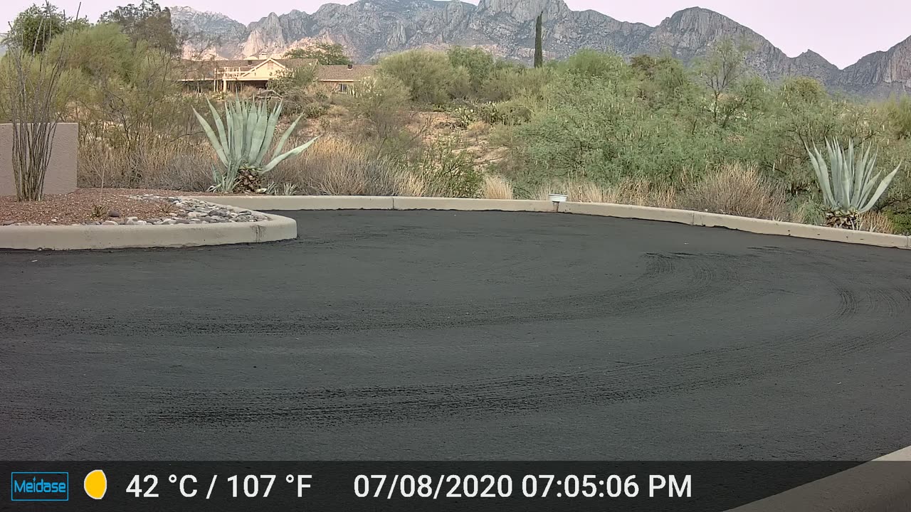 Another Bobcat in the driveway