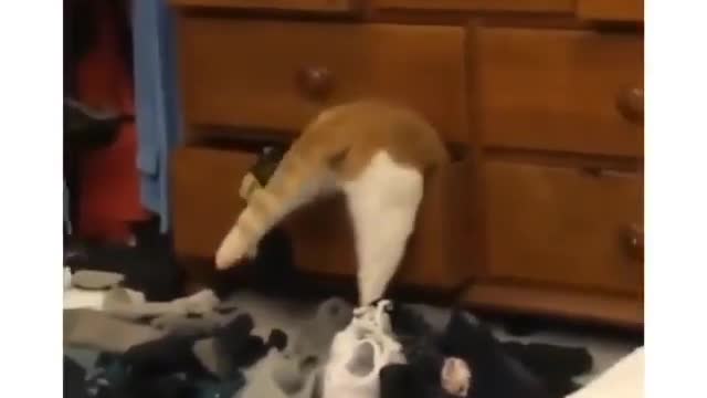 Cat tries to get in a drawer