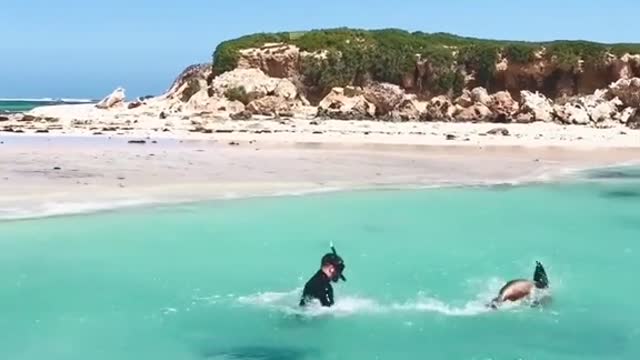 Soa lions in WA enjoy frolicking with a snorkeler