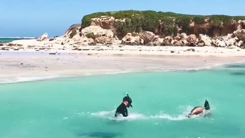 Soa lions in WA enjoy frolicking with a snorkeler