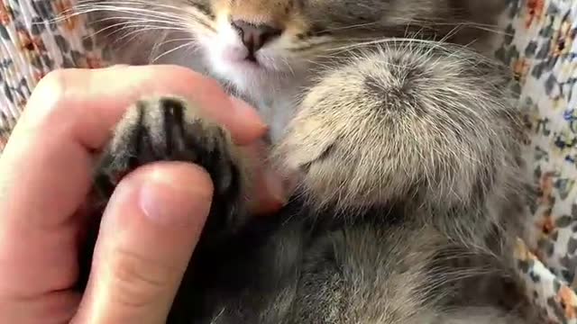 Cute dog and cat video 😍😍