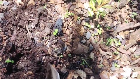 Planting Marigold Flower