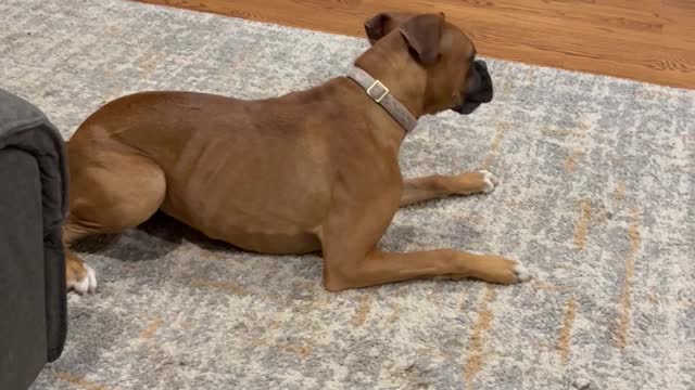 Pirouetting Pooch