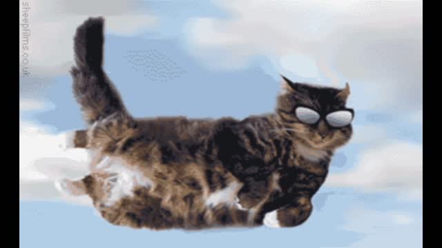 Flying cat gif video