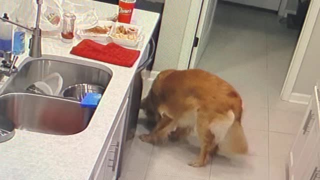 Golden Retriever Takes a Single Chicken Finger