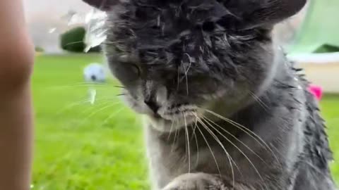 Cute cat vira Video