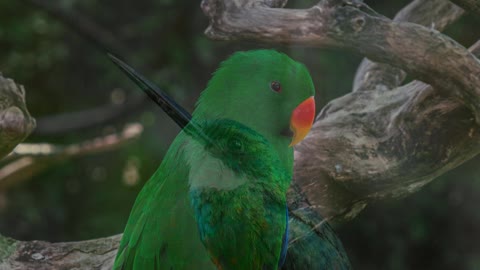 Jungle birds Songs And Calls smoothing and relaxing - Peaceful Moods