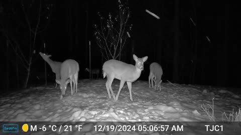 Deer Investigate Camera