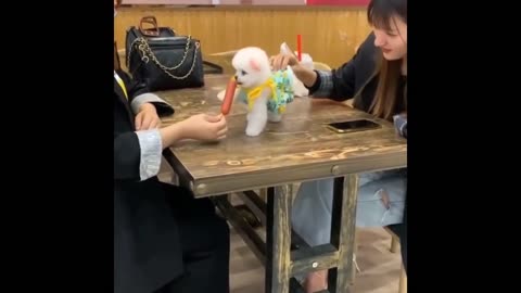 😍 Mini Pomeranian - Funny and Cute Pomeranian