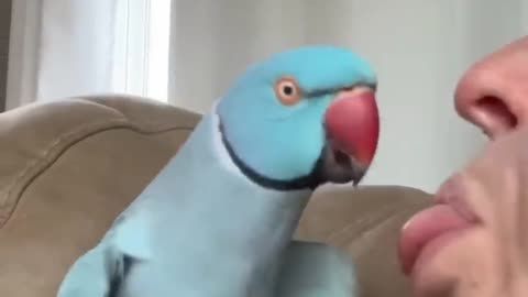 FUNNY PARROT 🦜 IS MY PET !!