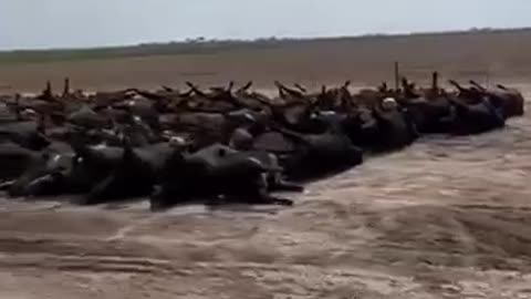 June 15, 2022 US Livestock Massacre❓