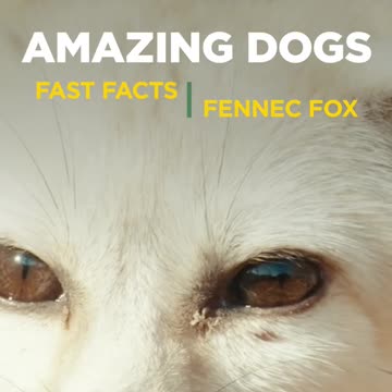 Fennec Fox Fast Facts - Amazing Dogs