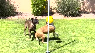 Dogs Have a Great Time with Tether-Ball