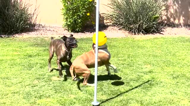 Dogs Have a Great Time with Tether-Ball