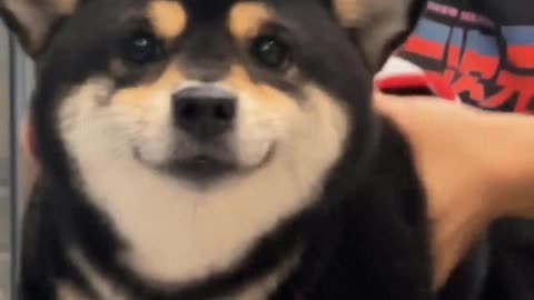 Shake it up, isn't it very alluring？