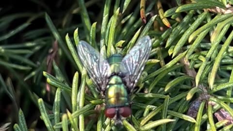 The Fly