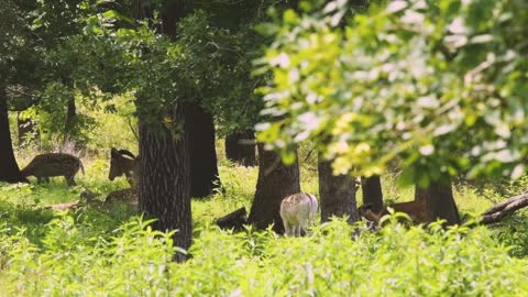 Herd animals find sanctuary at ranch