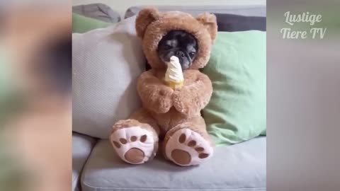 Cute animals moments at its best!