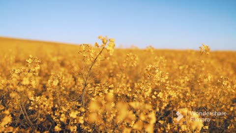 Yellow 💛 feild