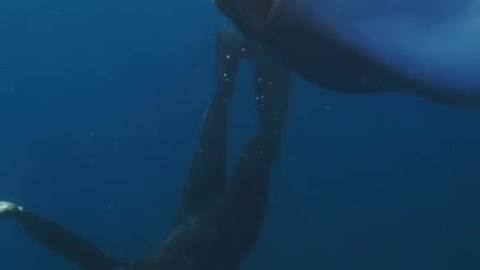 Swimming with the largest boney fish in the ocean!