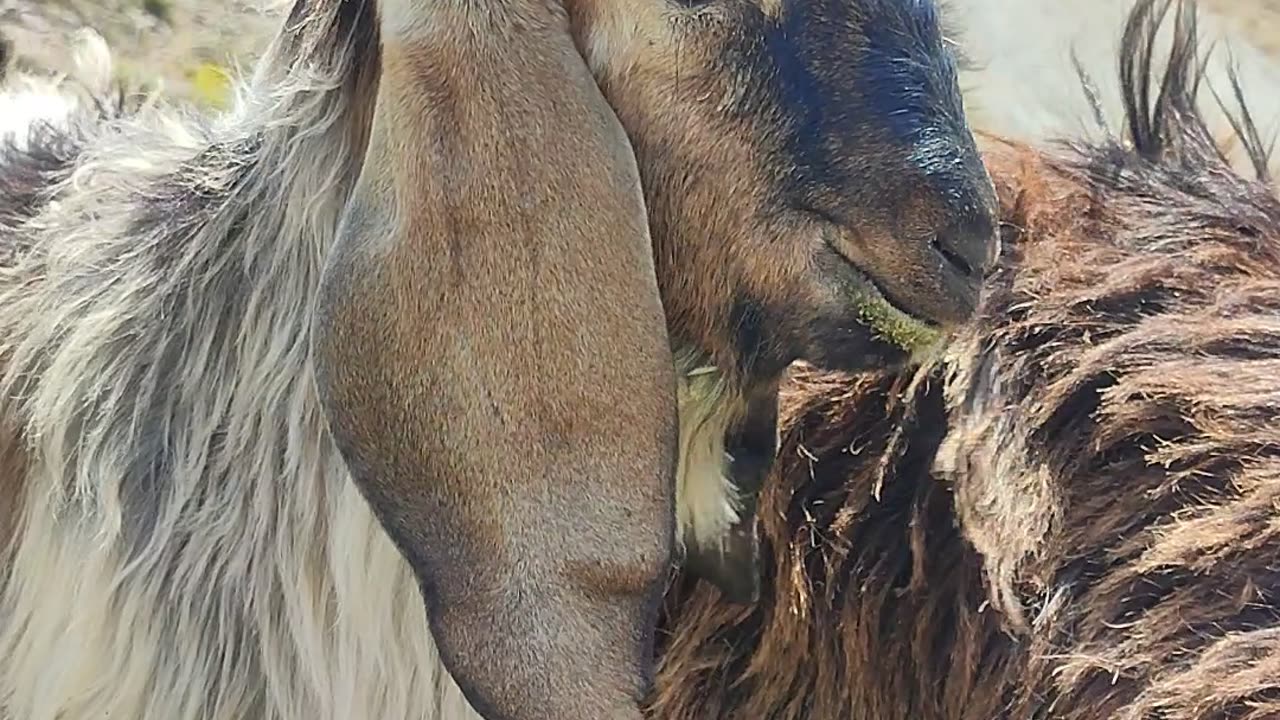 Beautiful goats in the mountains