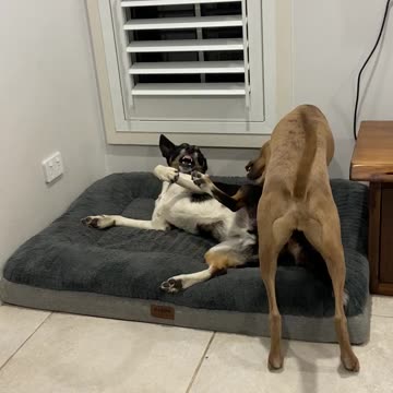 Mexican wrestlers 👇 See the Description for a Surprise!