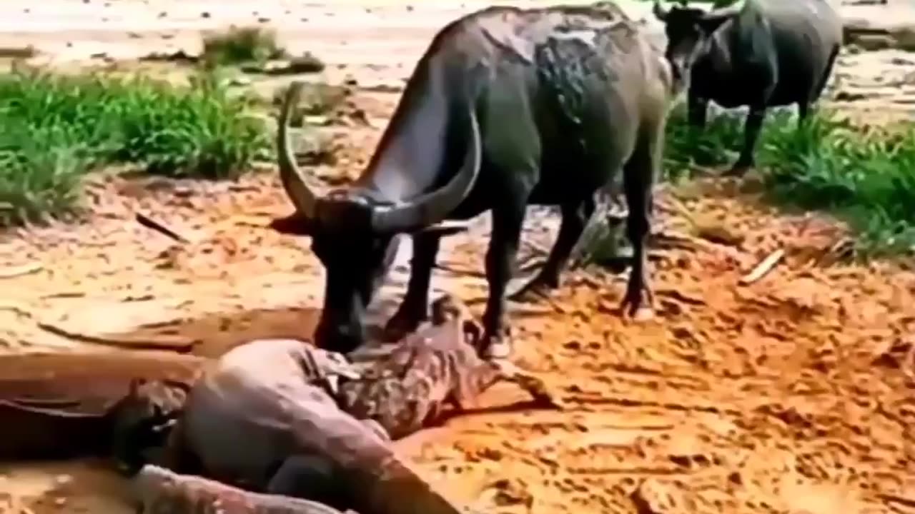 Buffalo baby attack by Komodo dragon