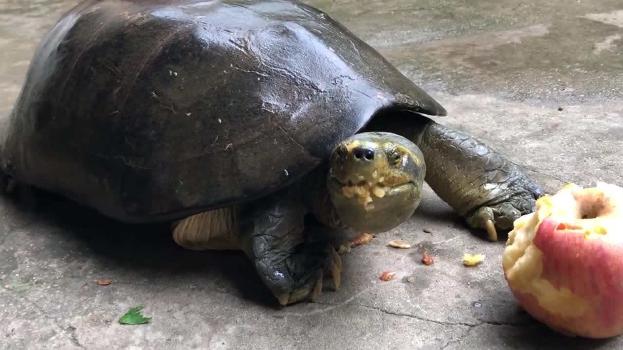 This turtle is eating apple