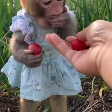 woman feeding baby monkey