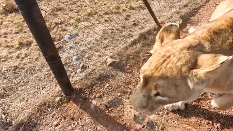 Wild Lion meets the CATNIP KING