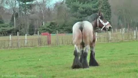 Most Powerful Horse Breed in the world