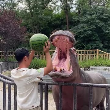 COMMENT ANIMAL NAME FAST