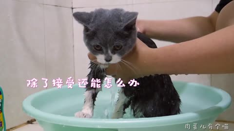 从来没见过洗澡能这么乖的现实版“汤姆猫”！