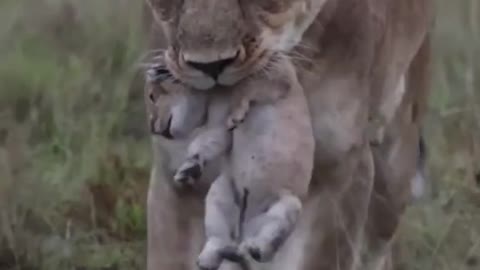 A newborn lion cub